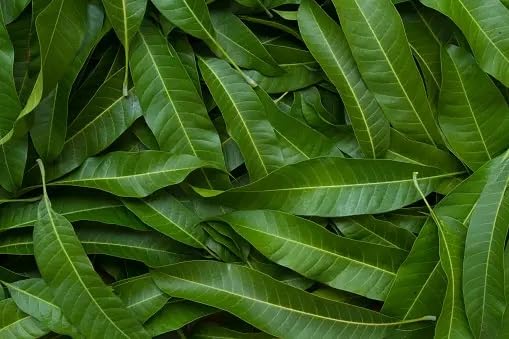Rani Fresh Mango Leaves (50 Leaves) ~ All Natural | Vegan | Gluten Friendly | NON-GMO | Product of USA