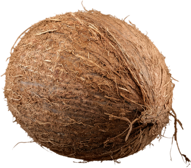 Rani Coconut (Copra) Whole Brown with Water, 1 Piece, Approx. 1.5lbs ~ Fresh Fruit | 100% Natural | Vegan