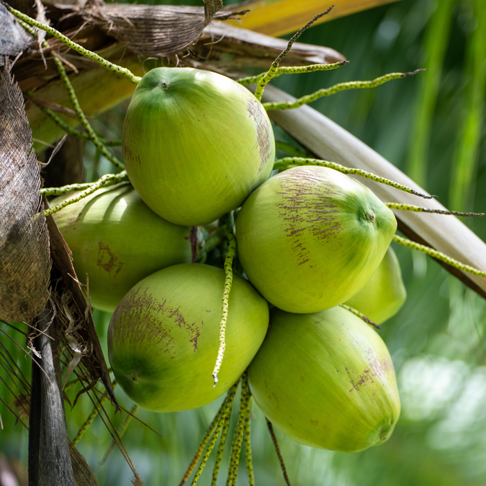 Rani Fresh Coconut Whole Green with Water, Approx. 4lbs each {2 Variations Available}