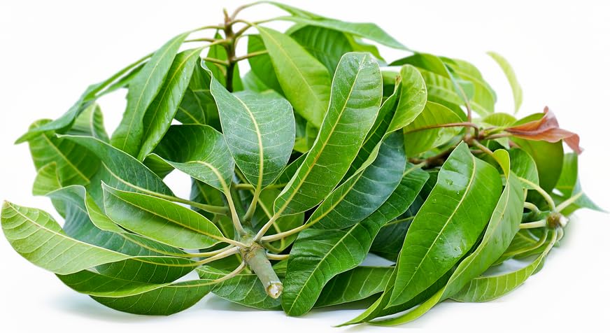 Rani Fresh Mango Leaves (25 Leaves) ~ All Natural | Vegan | Gluten Friendly | NON-GMO | Product of USA