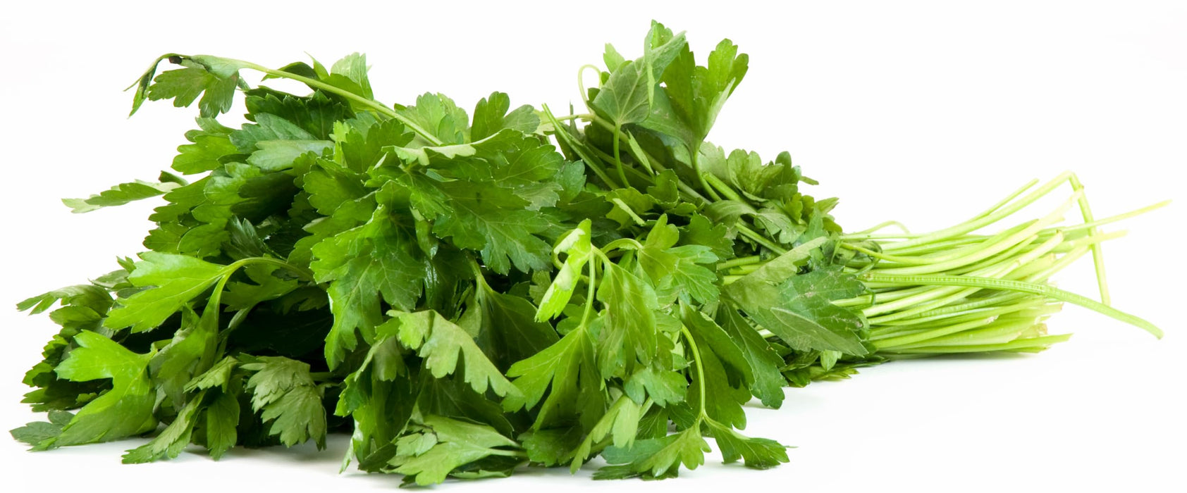 Rani Fresh Cilantro (Coriander) Leaves 5oz - 7oz, Pack of 3 ~ All Natural | Vegan | Gluten Friendly | NON-GMO | Product of USA