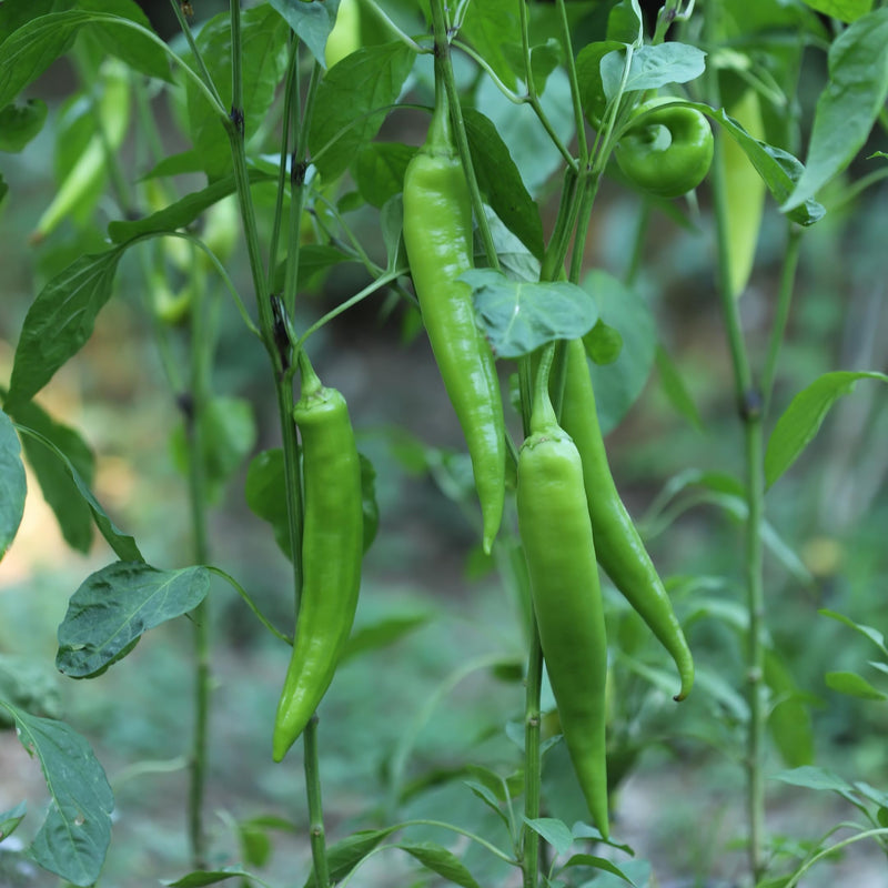 Rani Fresh Thai Chili 32oz (2lbs) 908g Bulk ~ All Natural | Gluten Friendly | Vegan | NON-GMO | Product of USA