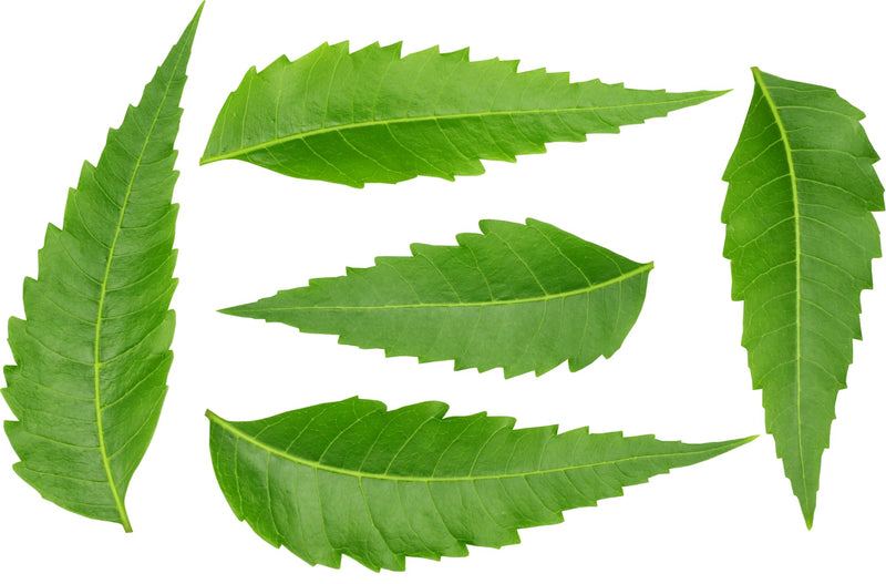 Rani Fresh Neem Leaves 1oz