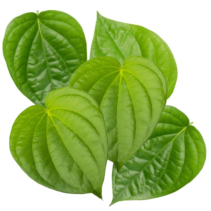 Rani Fresh Paan Leaves (5 Leaves) ~ All Natural | Vegan | Gluten Friendly | NON-GMO | Product of USA