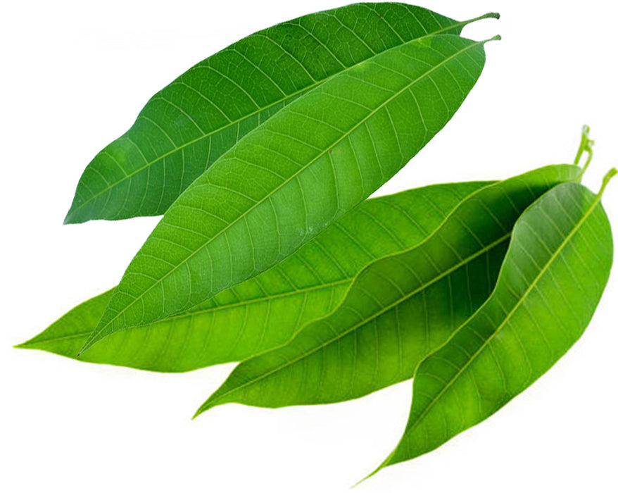 Rani Fresh Mango Leaves (5 Leaves) ~ All Natural | Vegan | Gluten Friendly | NON-GMO | Product of USA