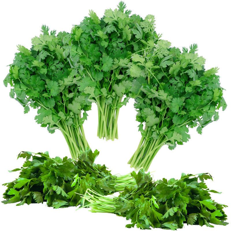 Rani Fresh Cilantro (Coriander) Leaves 10oz