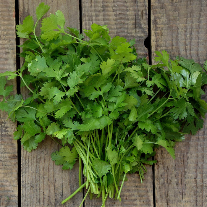 Rani Fresh Cilantro (Coriander) Leaves 10oz - 14oz, Pack of 5 ~ All Natural | Vegan | Gluten Friendly | NON-GMO | Product of USA